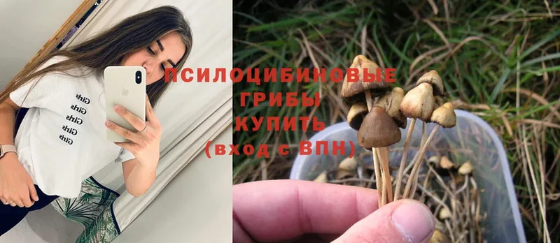 Псилоцибиновые грибы Psilocybine cubensis  MEGA ТОР  Бугульма  закладки 